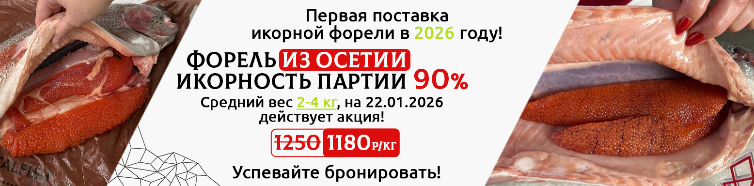 Икорная осетия в январе